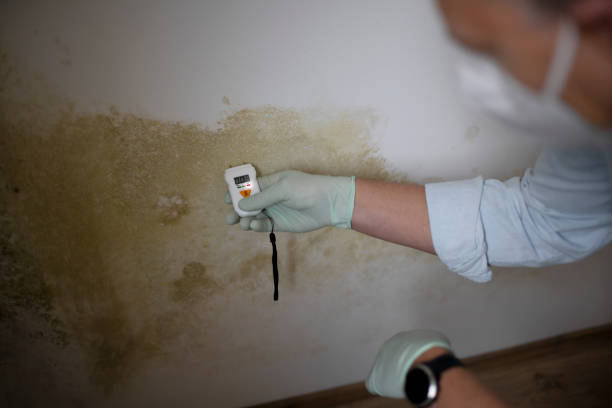 Best Mold Remediation  in Lodi, NJ