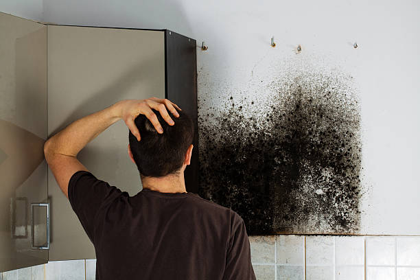 Best Fast Mold Removal  in Lodi, NJ